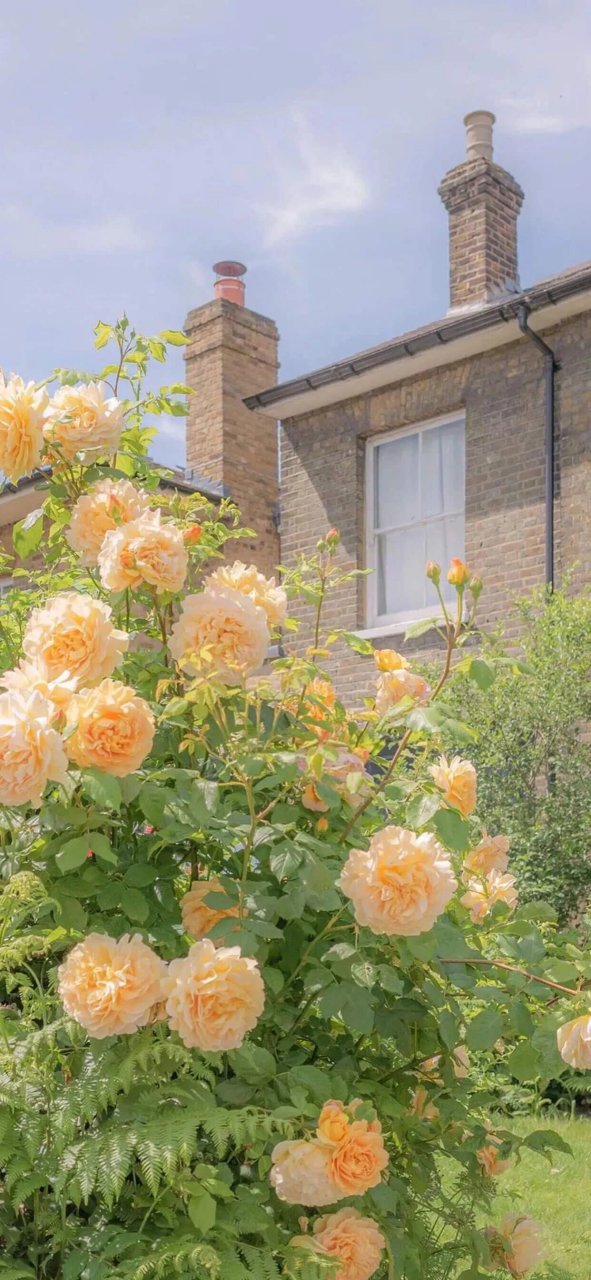 花的微信背景图来啦 花的浪漫是它本身!