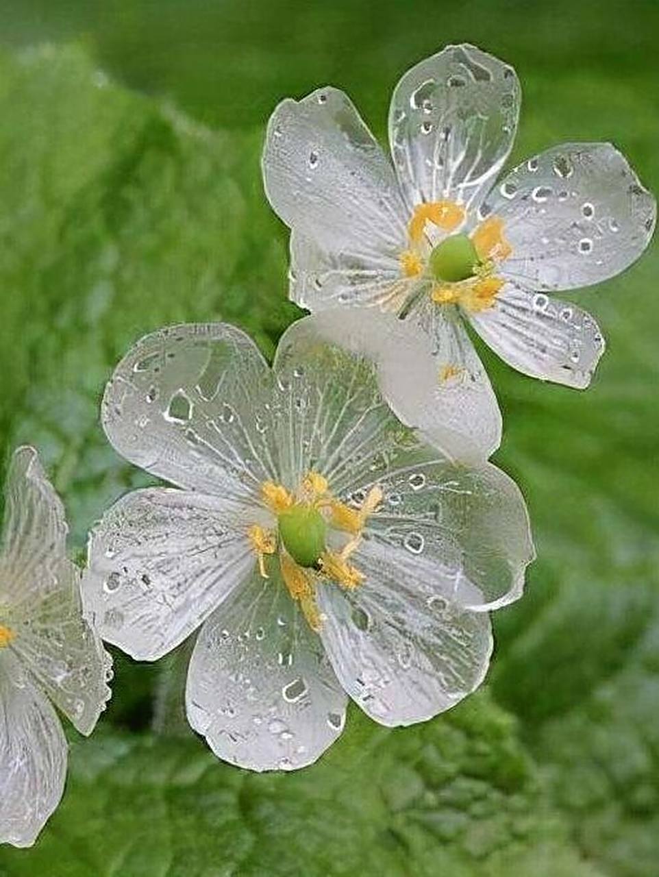 每日植物-山荷叶,遇水变透明的隐身花 南方山荷叶  花色:白色 高度:40