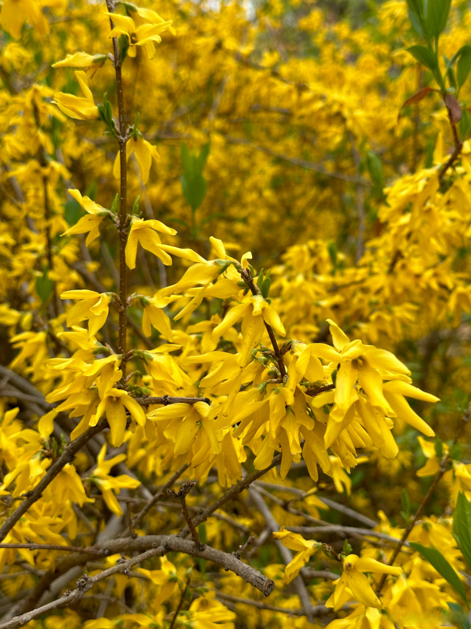 春寒摧蕾早花落,叶茂枝丰子不多. 莫道沟深无可采,人声依旧满山坡.