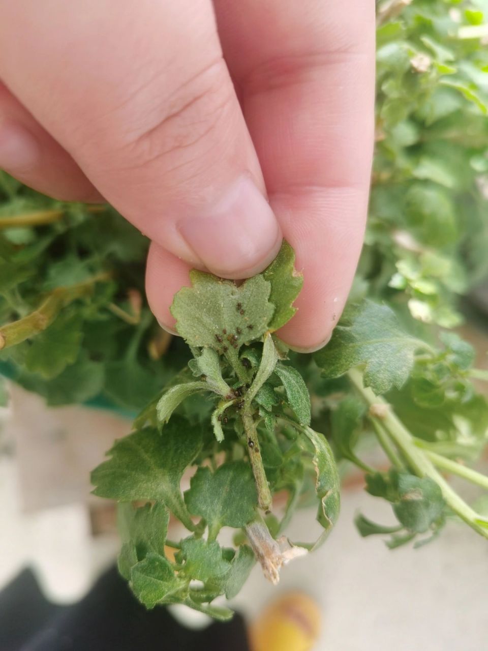 我的菊花长虫子了 前一段时间球菊上出现几只小黑虫,我就把有虫子的