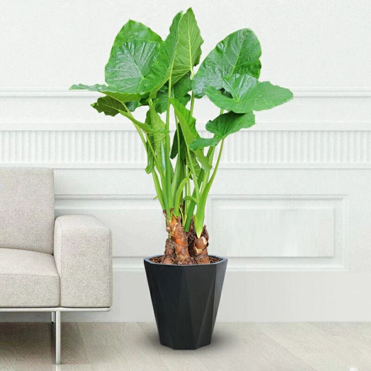 办公室常用植物30|滴水观音 滴水观音株型高大挺拔,茎干粗壮古朴,肥大