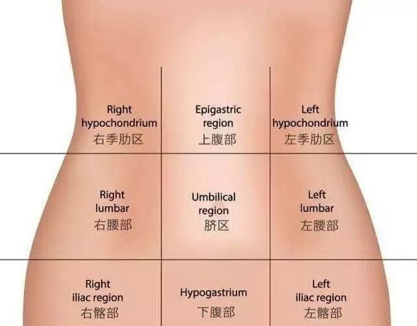 腹部分部图片图片