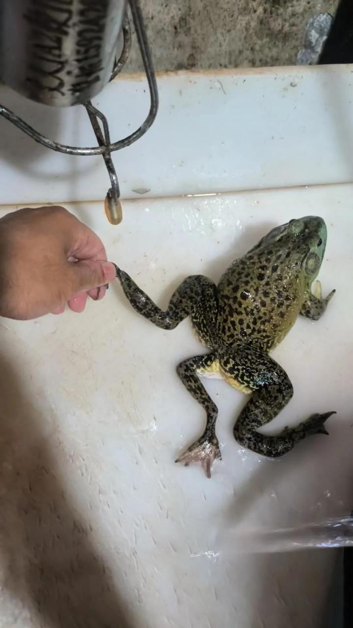 三只腿的蛤蟆你见过吗