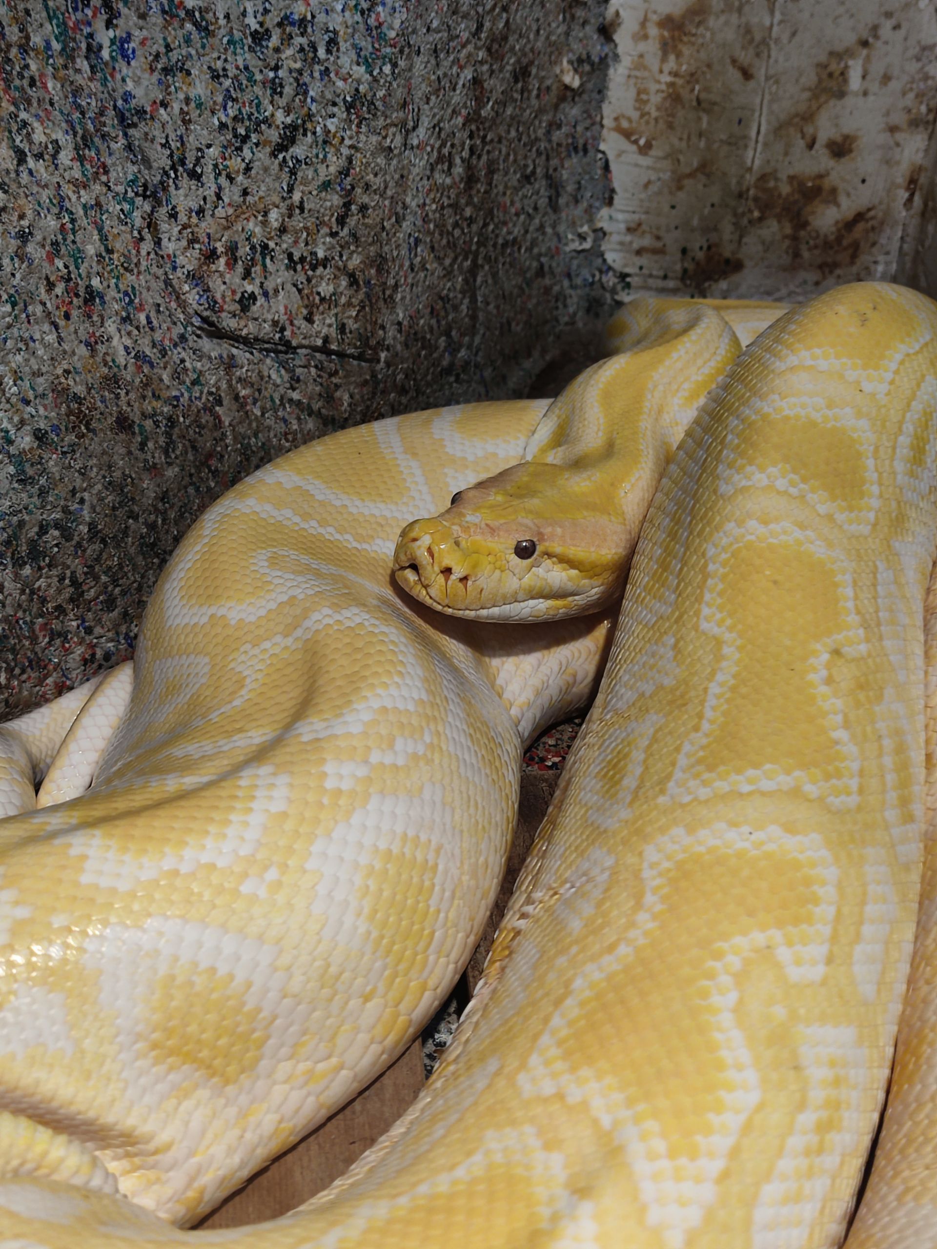 寻找江苏的蛇元素# 【茱萸湾的黄金蟒】茱萸湾风景区扬州动物园爬行