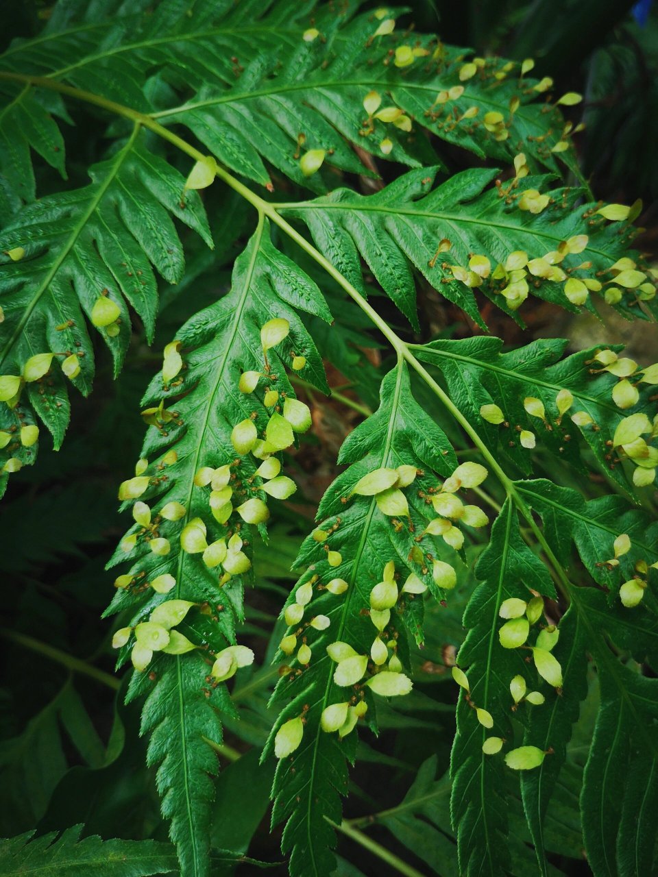 胎生狗脊蕨 很久前在植物所温室拍的,叶片上有胎生的小植株,很奇特.前