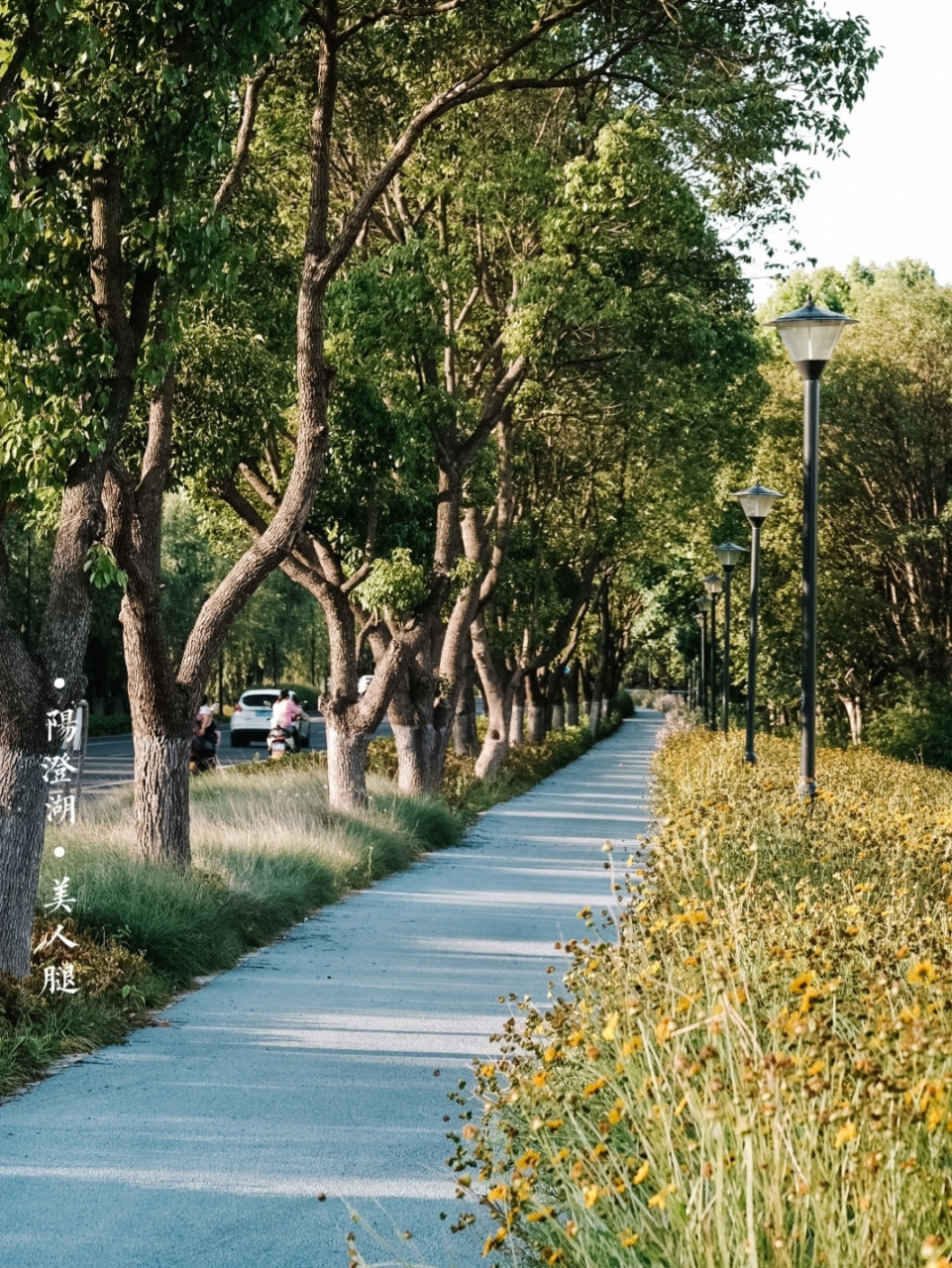骑行阳澄湖美人腿半岛 #苏州历史地理人文美食#09:阳澄湖美人腿半岛