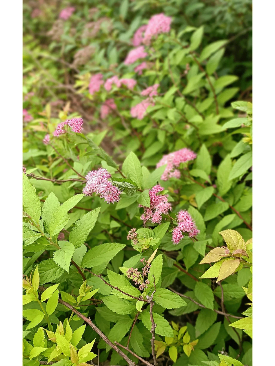 金山绣线菊是落叶小灌木,树高30-60厘米,因植株矮小,株型丰满呈半