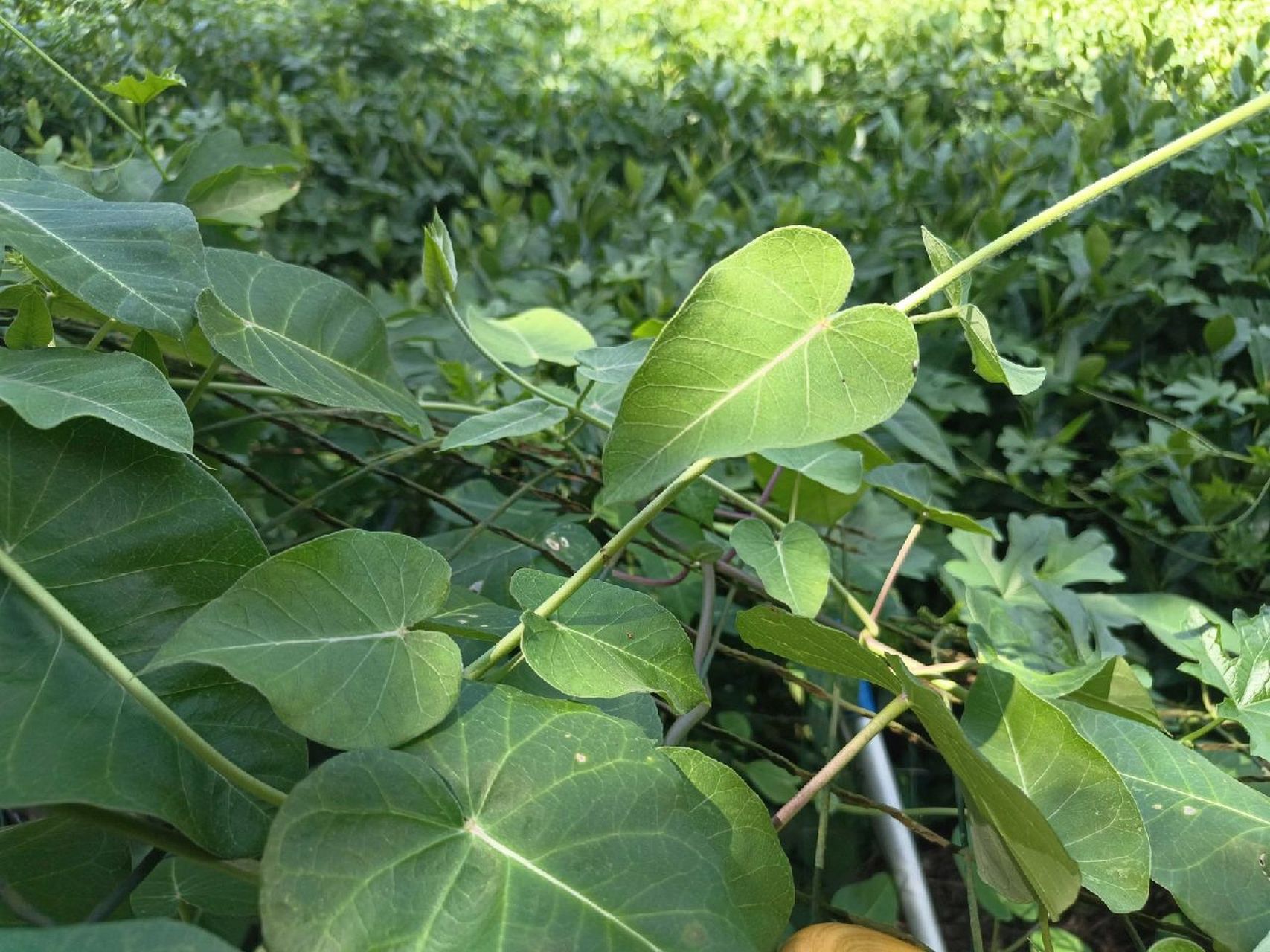 植物小科普～萝藦(mò) 别名:奶浆藤,婆婆针线包,羊婆奶,老鸹瓢,萝摩