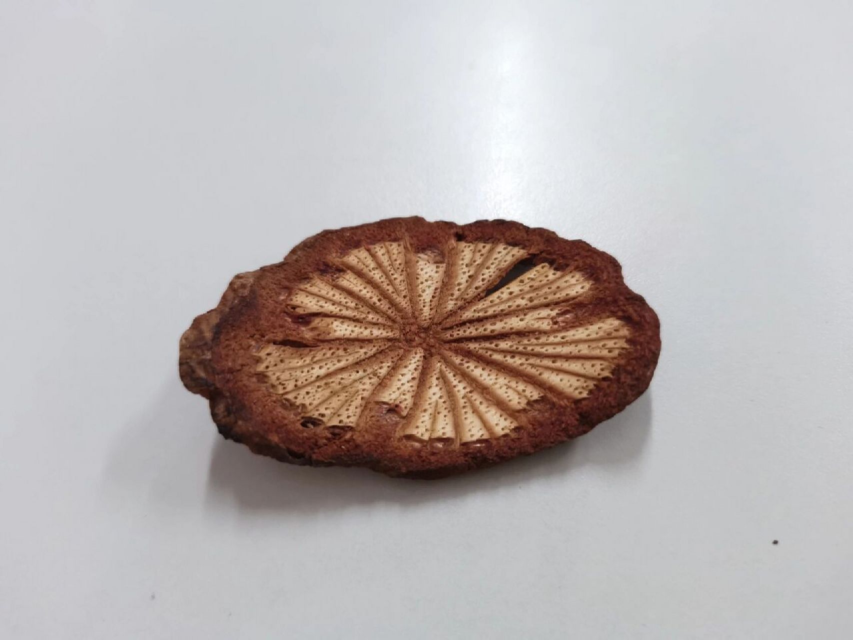 中药材大血藤结束(木桶科) 大血藤,中药名.