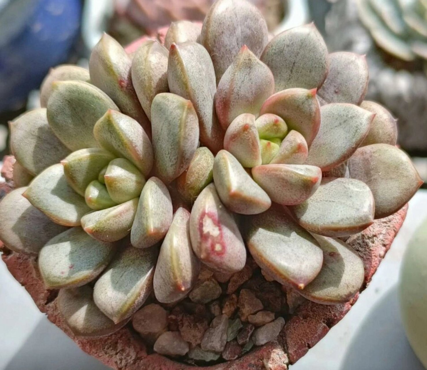 认识多肉第44天——葡萄 葡萄,又叫做红葡萄,姬葡萄,丸叶葡萄,景天科