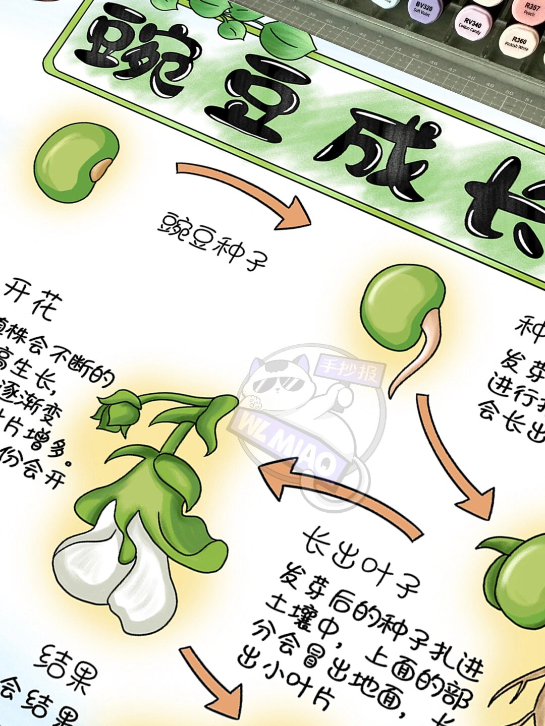 豌豆成长日记手抄报模板分享91