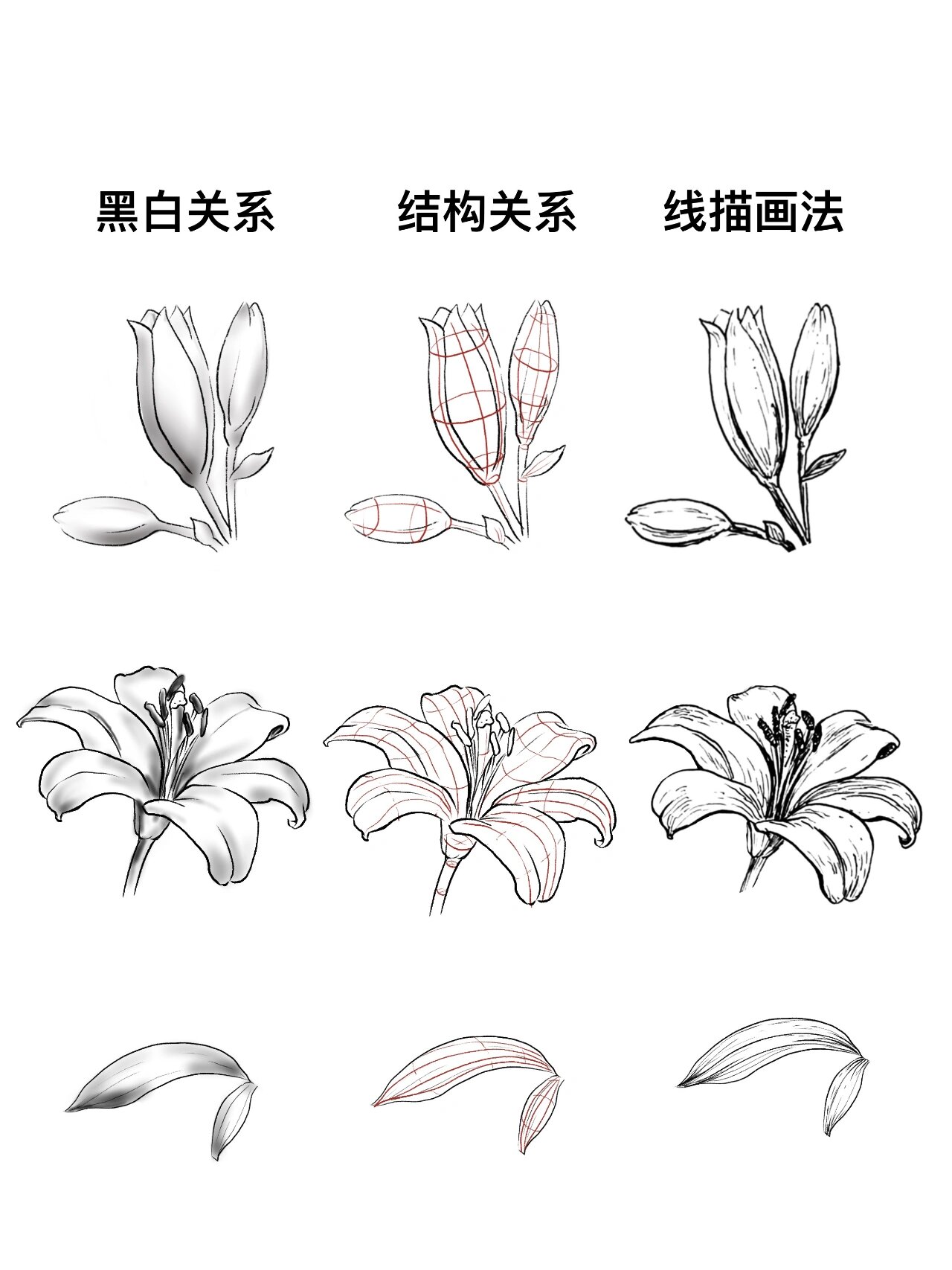 百合花简单画法步骤图图片