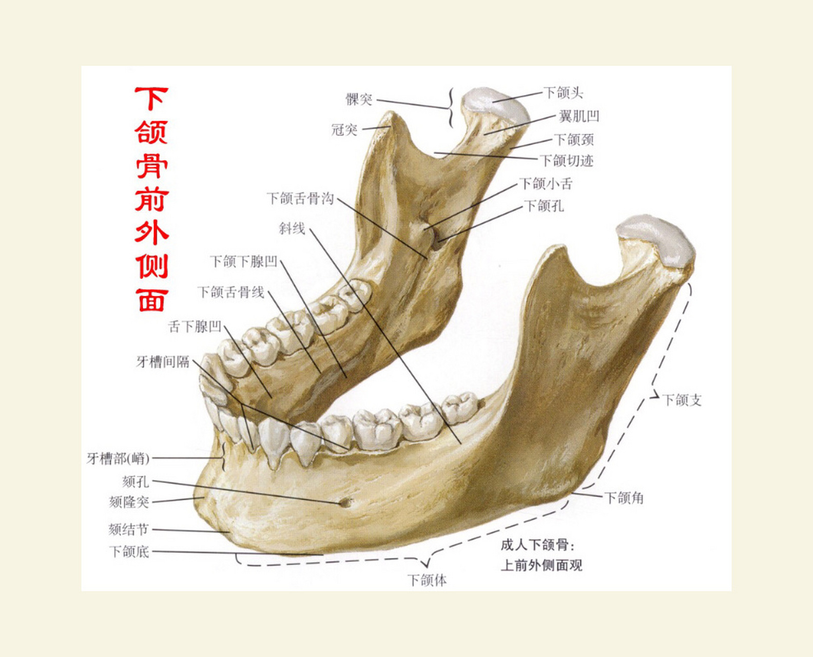 人的下巴脱臼示意图图片