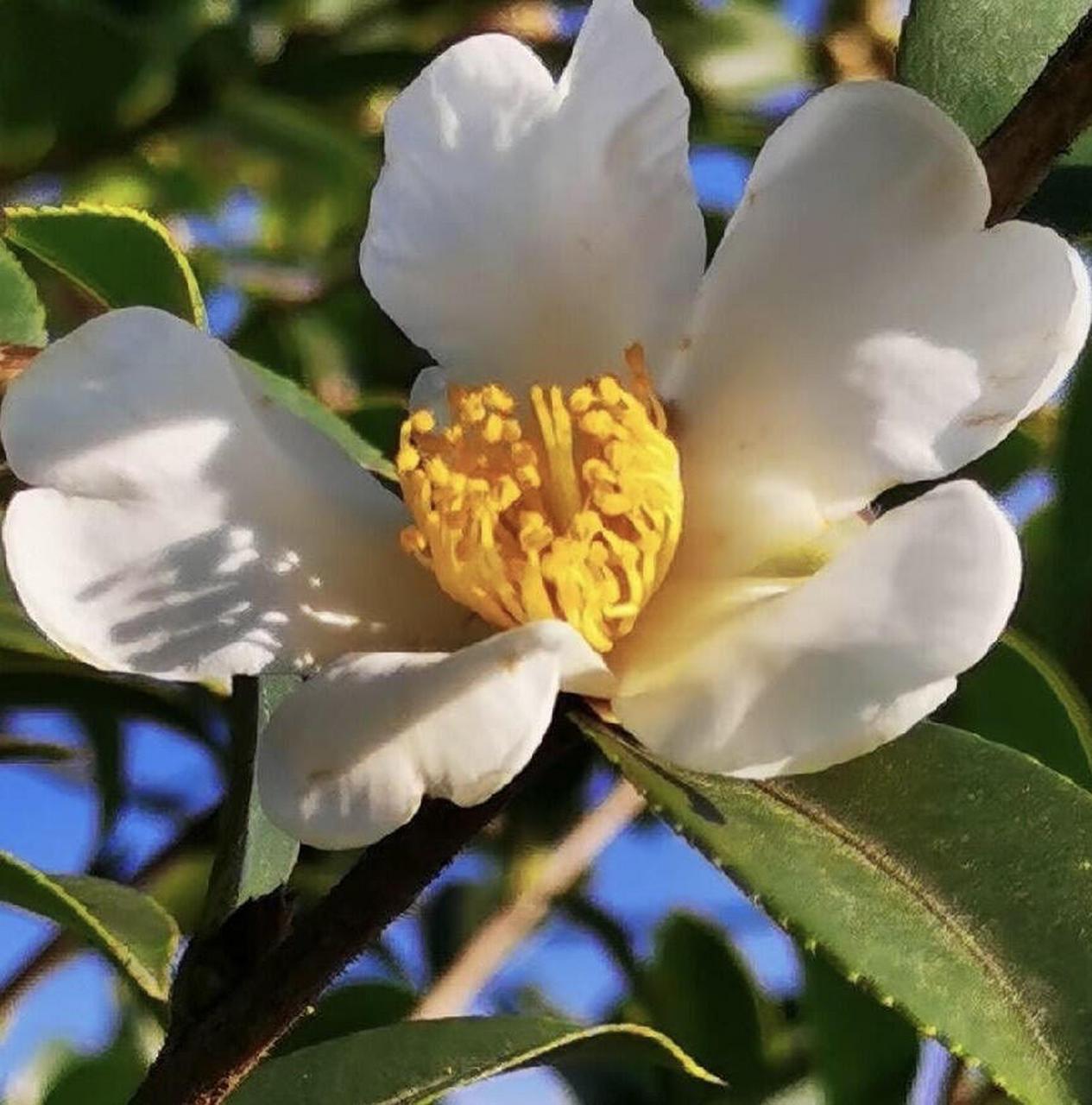 椿,野生山茶花之雅称 庄子在《逍遥游·北冥有鱼》文中写道:"上古有大