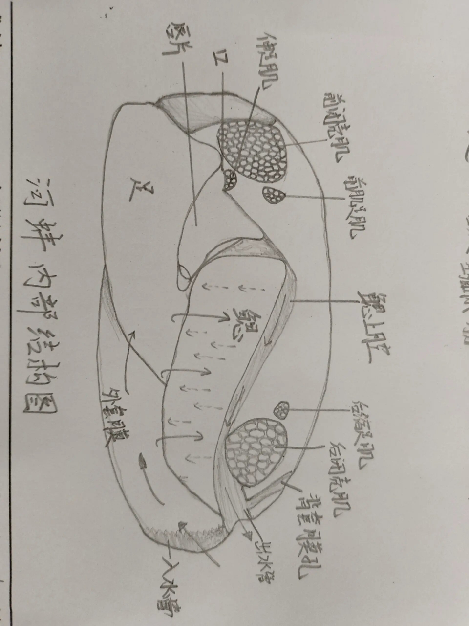 河蚌内部结构图