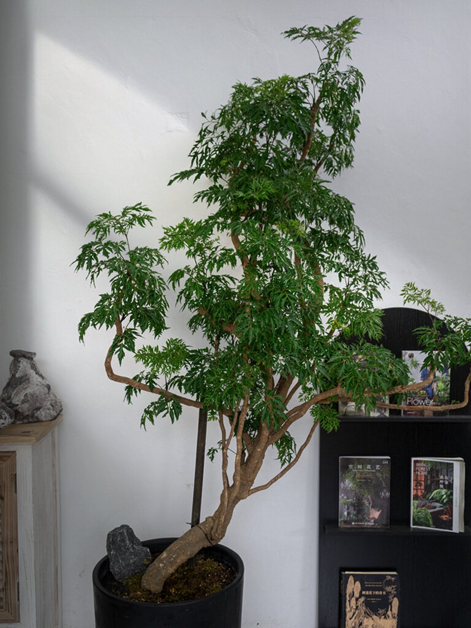 78网红植物推荐第四期来啦～ 	 十大功劳:我对他的第一印象,这棵树