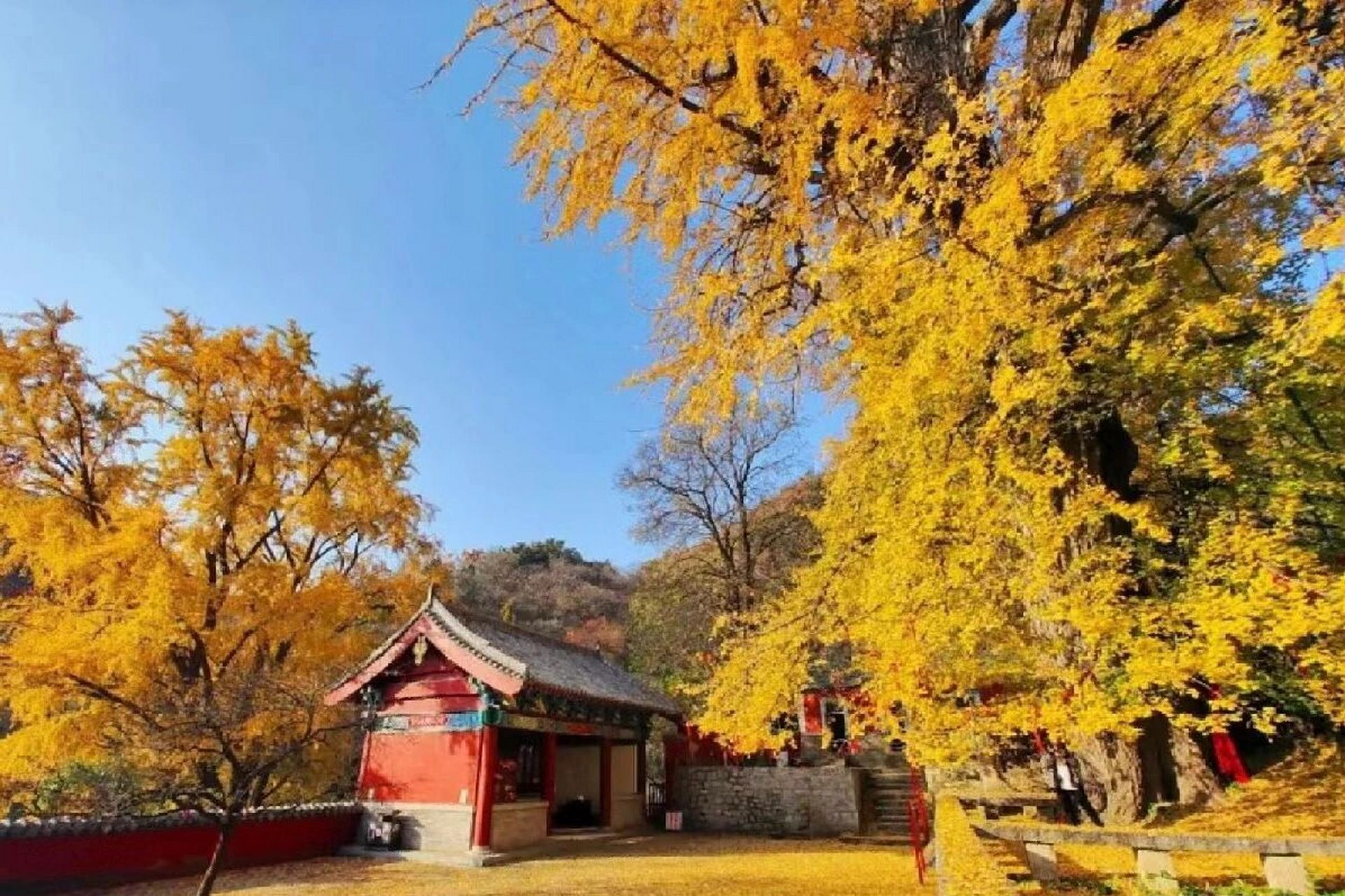 泰安赏秋 | 千年银杏树 ◎位置:泰安玉泉寺(导航即可到达) 國玉泉寺的