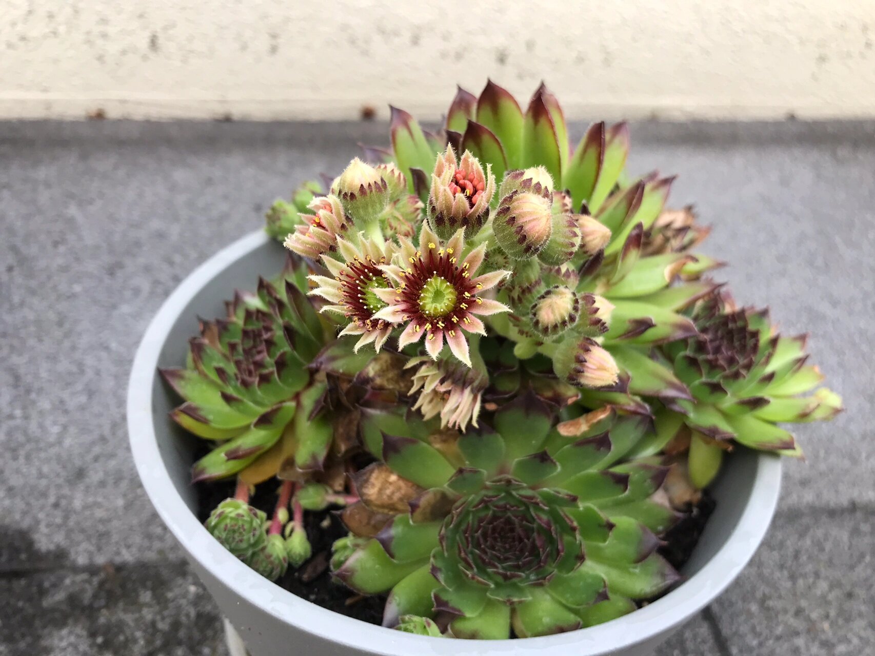 观音莲开花了03 养了两三年的观音莲,从最开始的小小一朵,长到一小