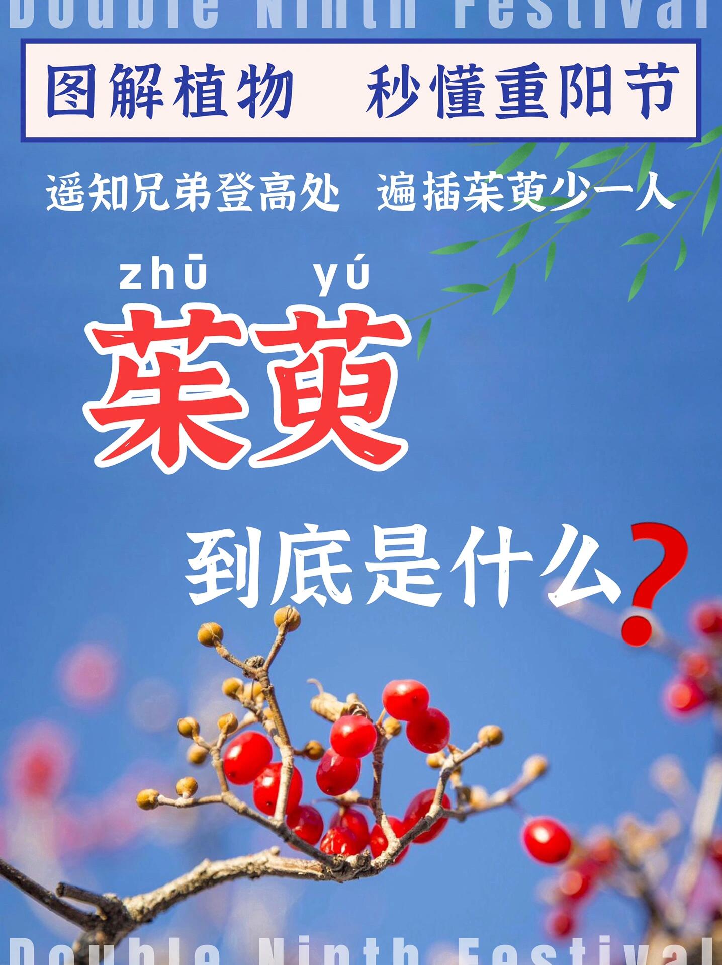 为什么重阳节插的非得是茱萸6315看了你就懂75 "遥知兄弟登高处