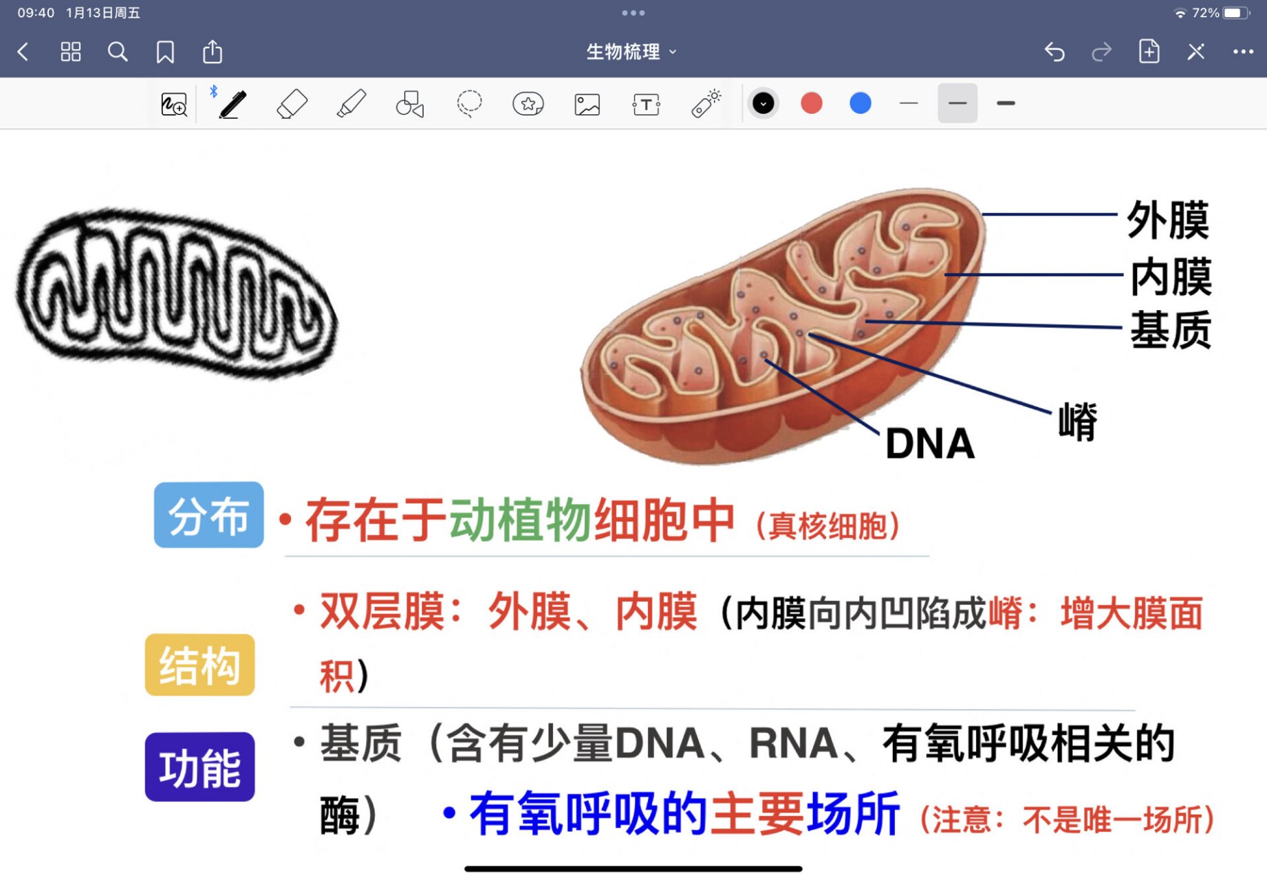 线粒体叶绿体简图区分图片