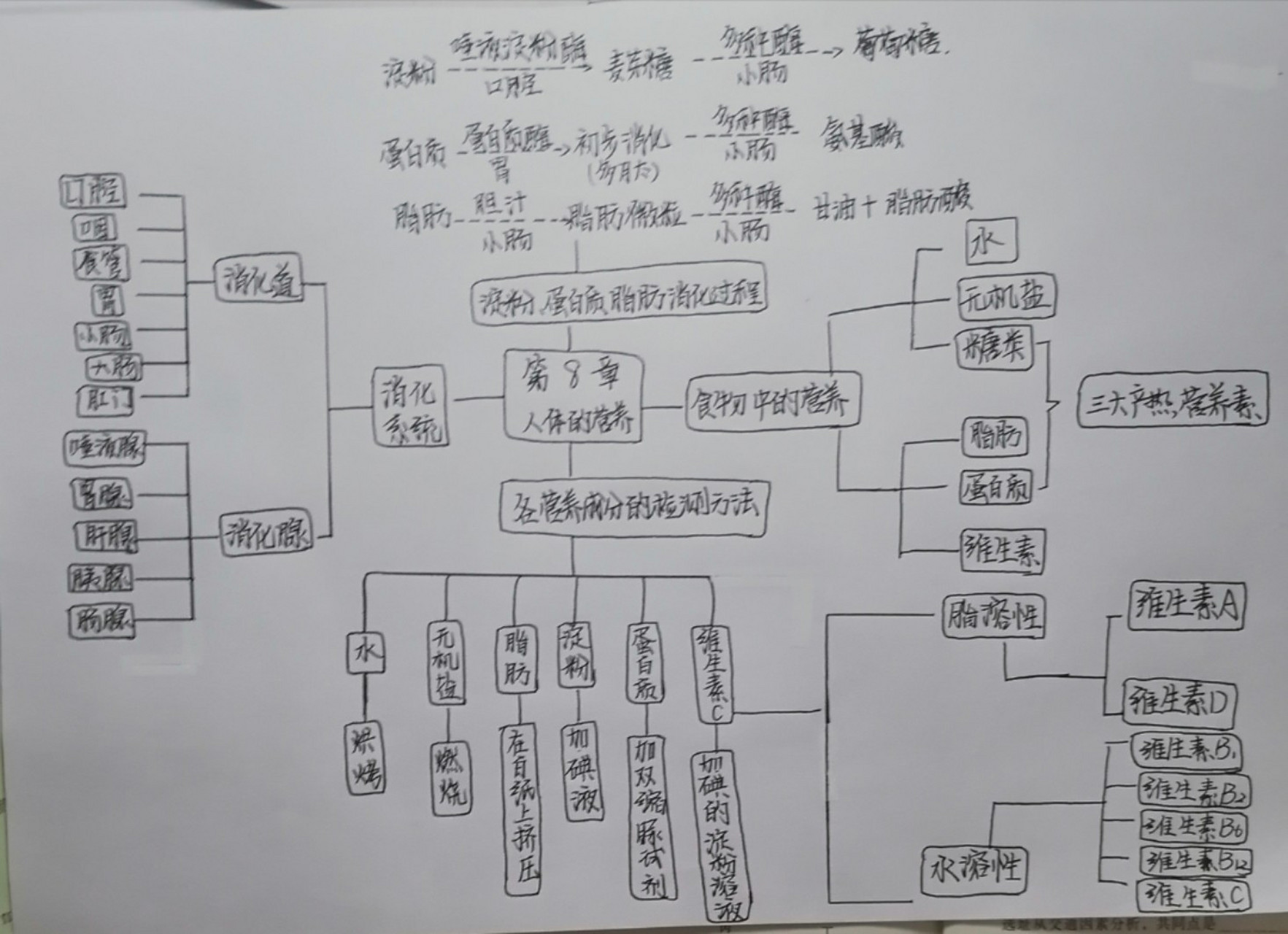 七下北师大生物思维导图 第8章 人体的营养