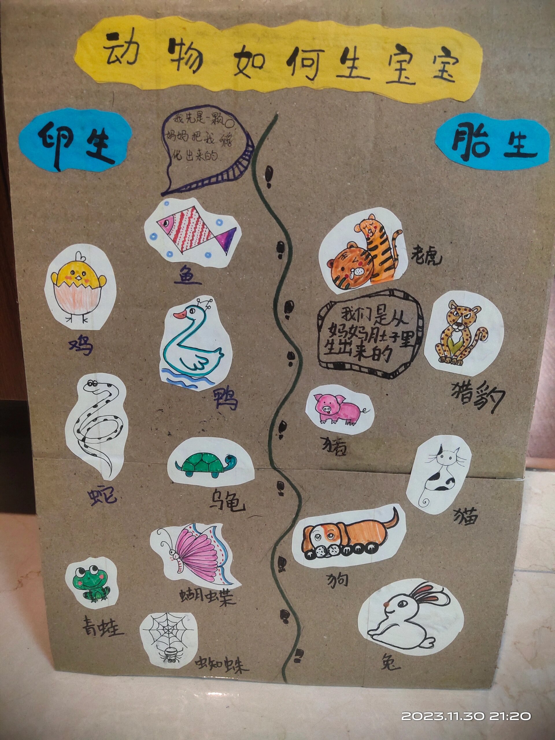 动物分类卵生,胎生手抄报