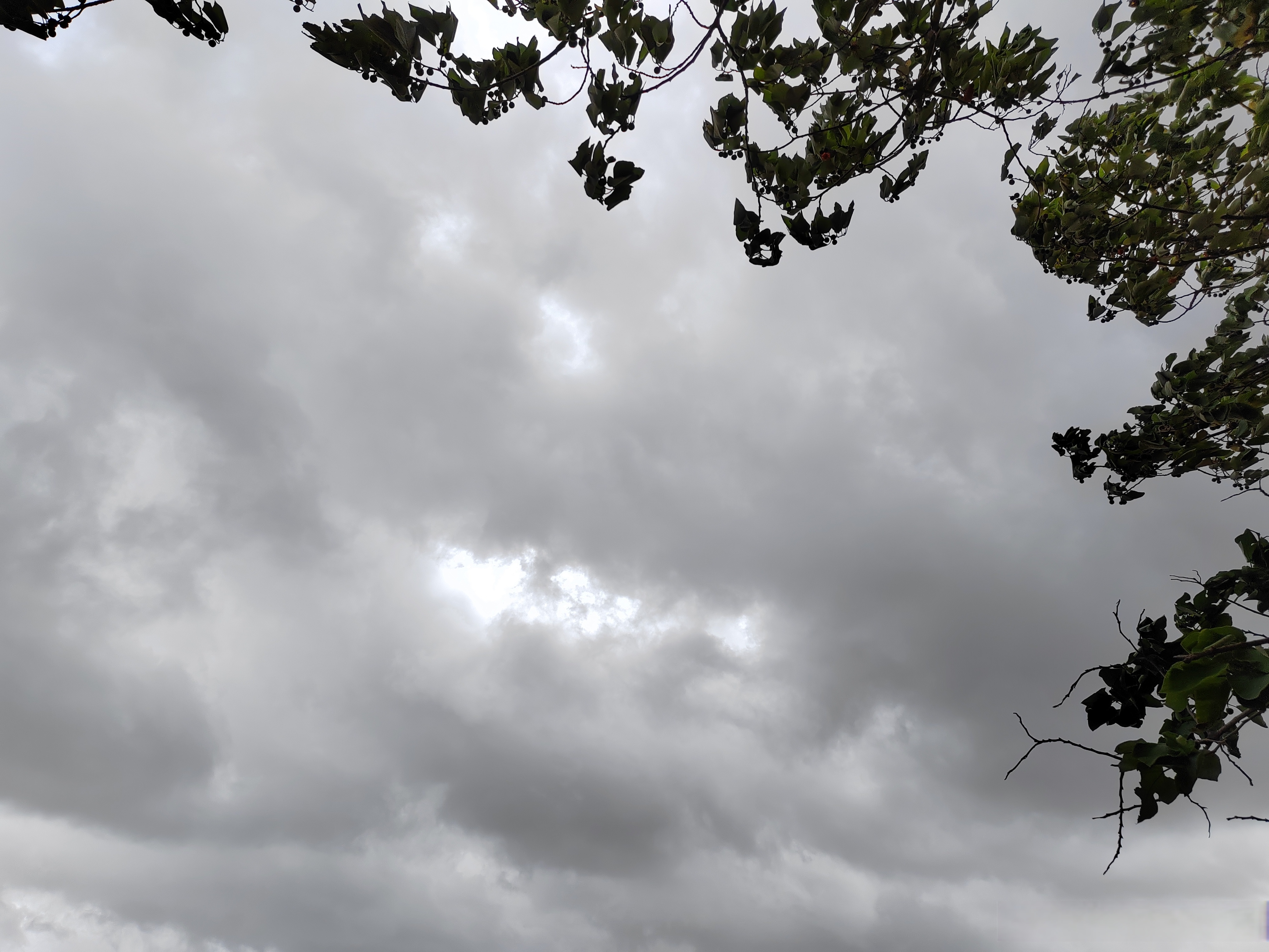 细菌病害常发区,在台风暴雨来临前后, 特别是在淹水过后的稻株伤口期