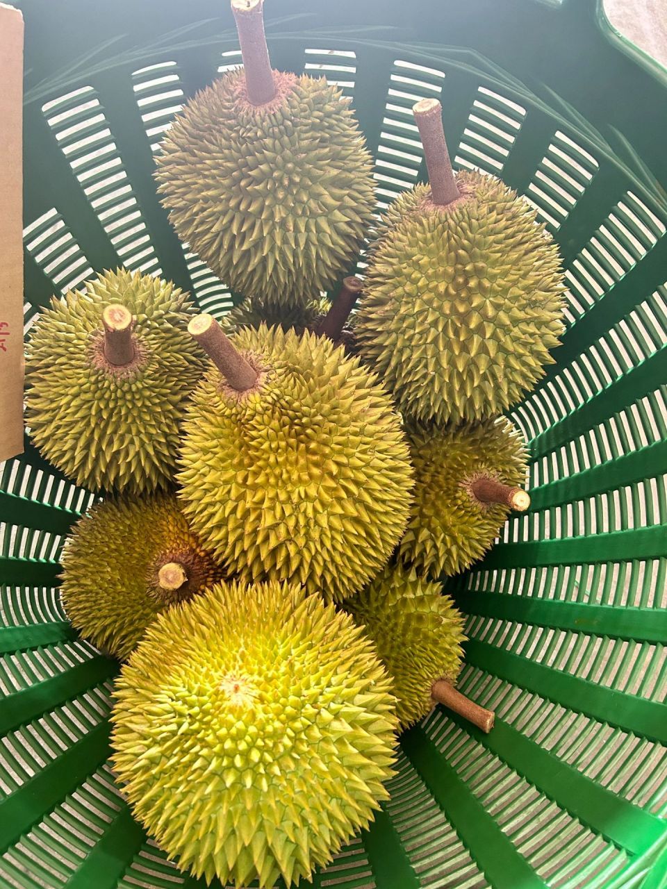 稀有品种红宝石榴莲 红宝石榴莲为泰国原生土长品种,资料记载原产于