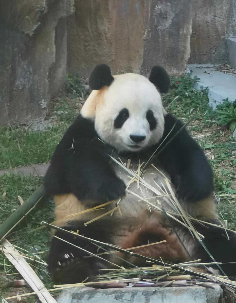在大连森林动物园里面,住着三只大熊猫,它们分别是金虎,飞云和妙音.