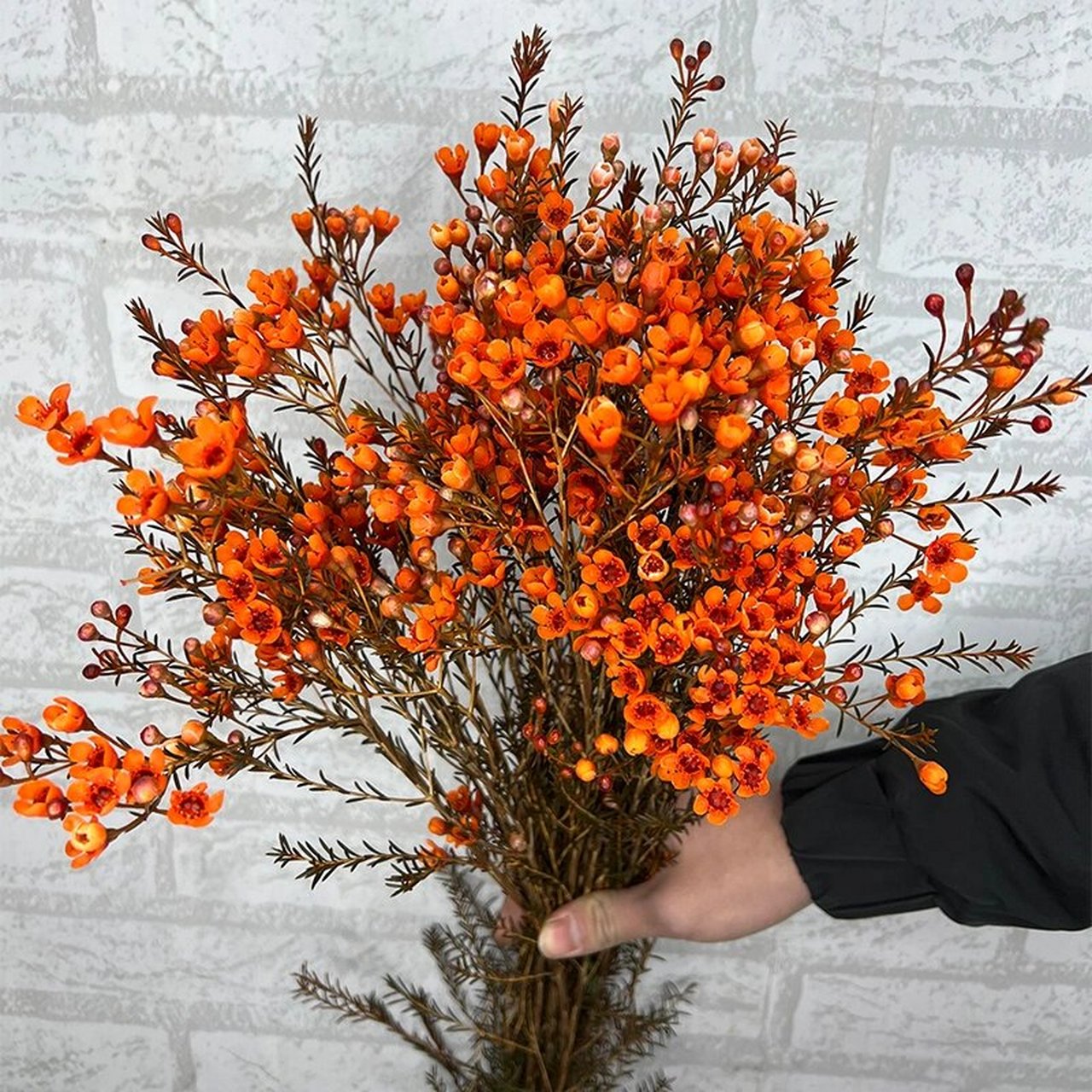 每日识花——澳洲腊梅 澳洲腊梅,也可记作蜡梅;未开的小花苞外面裹着