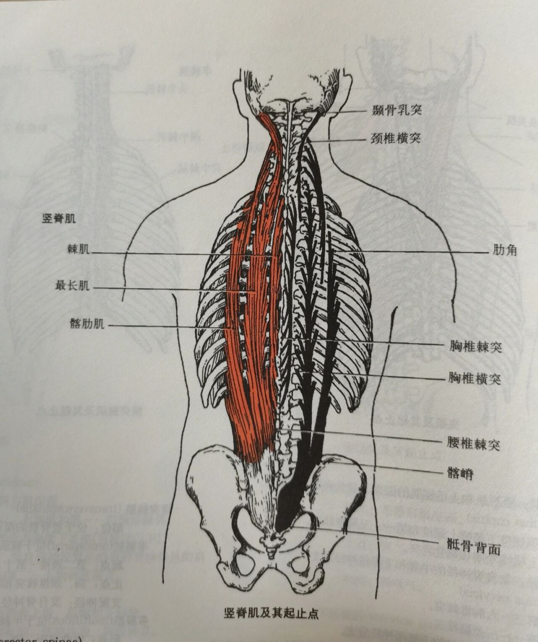 每天学习一个肌肉——竖脊肌 部位:纵列于脊柱两侧,是躯干背部深层长
