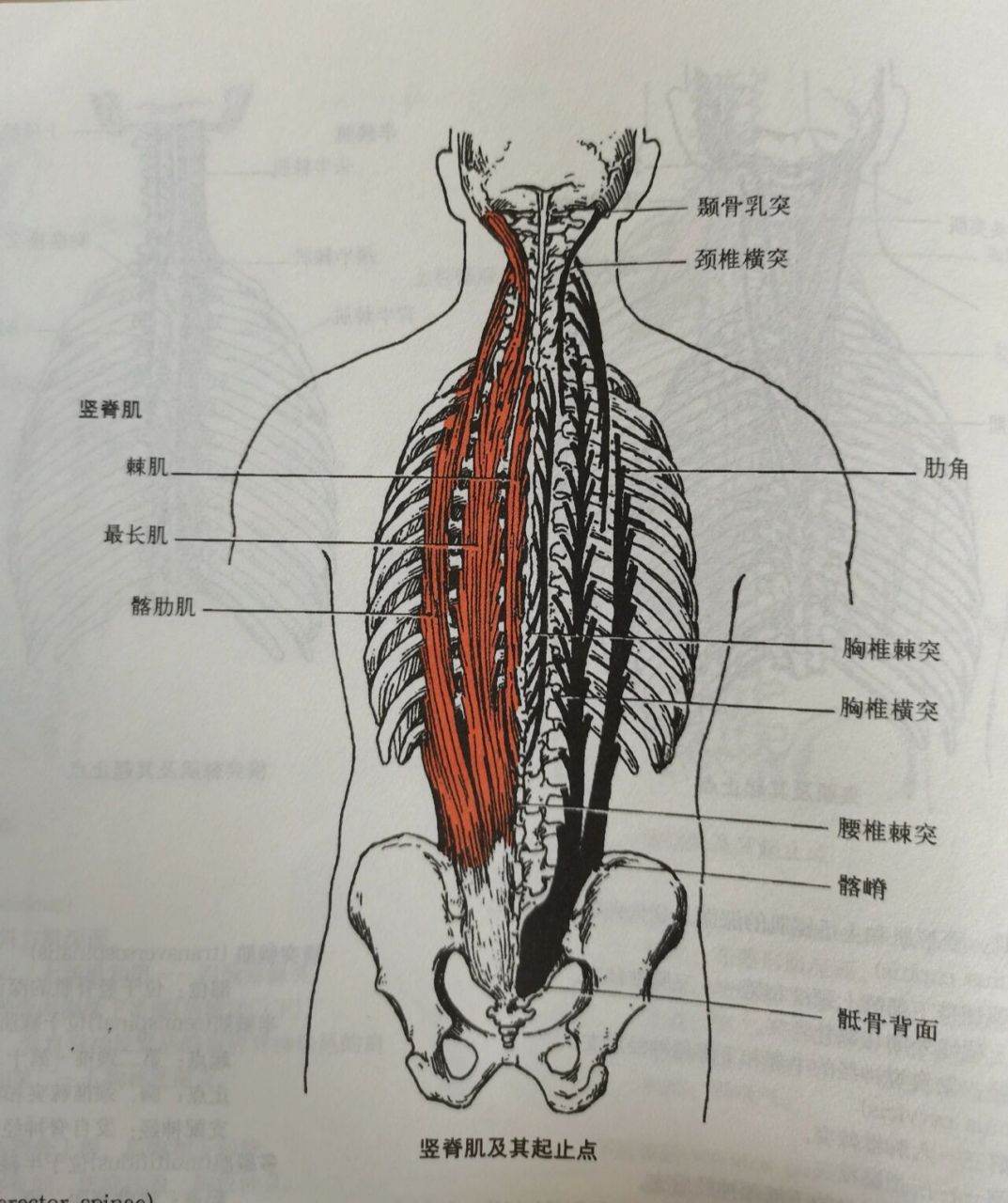 椎旁肌肉解剖图片