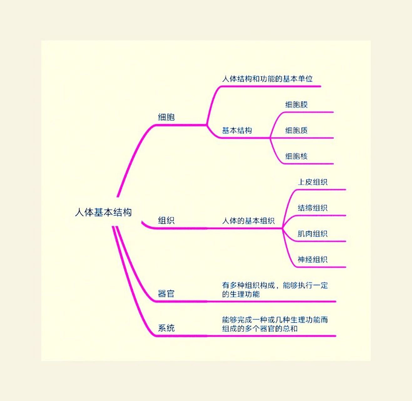 知识框架图人体科学图片