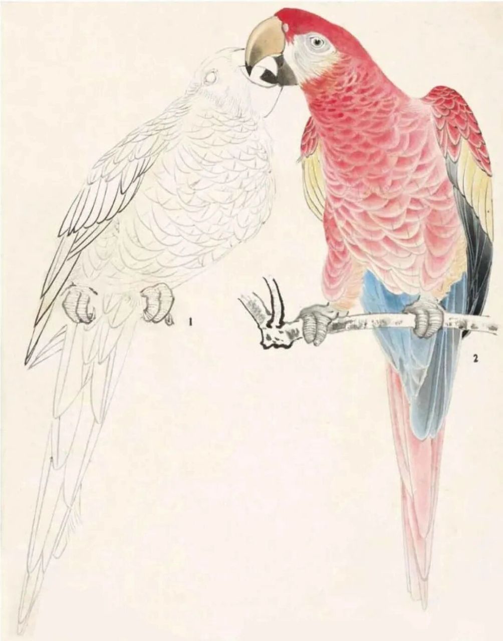 工笔禽鸟设色技法(四) 灰喜鹊的画法: 灰喜鹊的嘴,头侧,头顶,后颈及脚