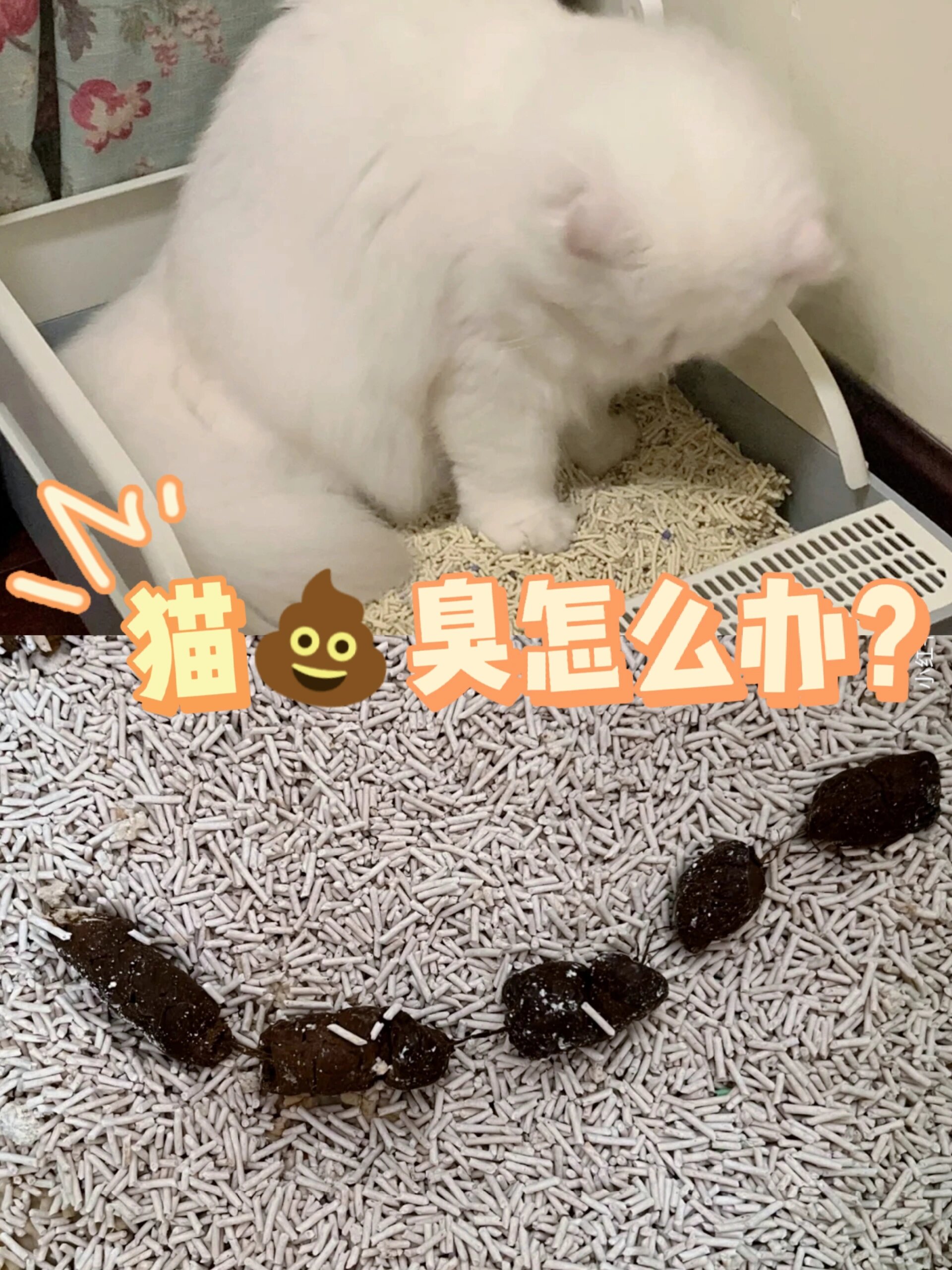 猫咪拉屎�好臭!食物才是主要原因