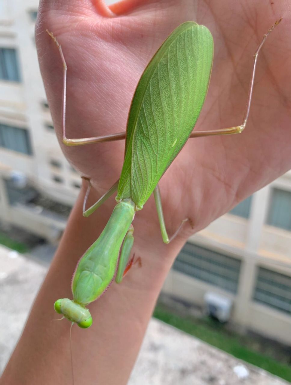 一只大个头的澳宽,大螳螂手感真好[偷笑]#昆虫# #澳洲# #螳螂# #斧螳
