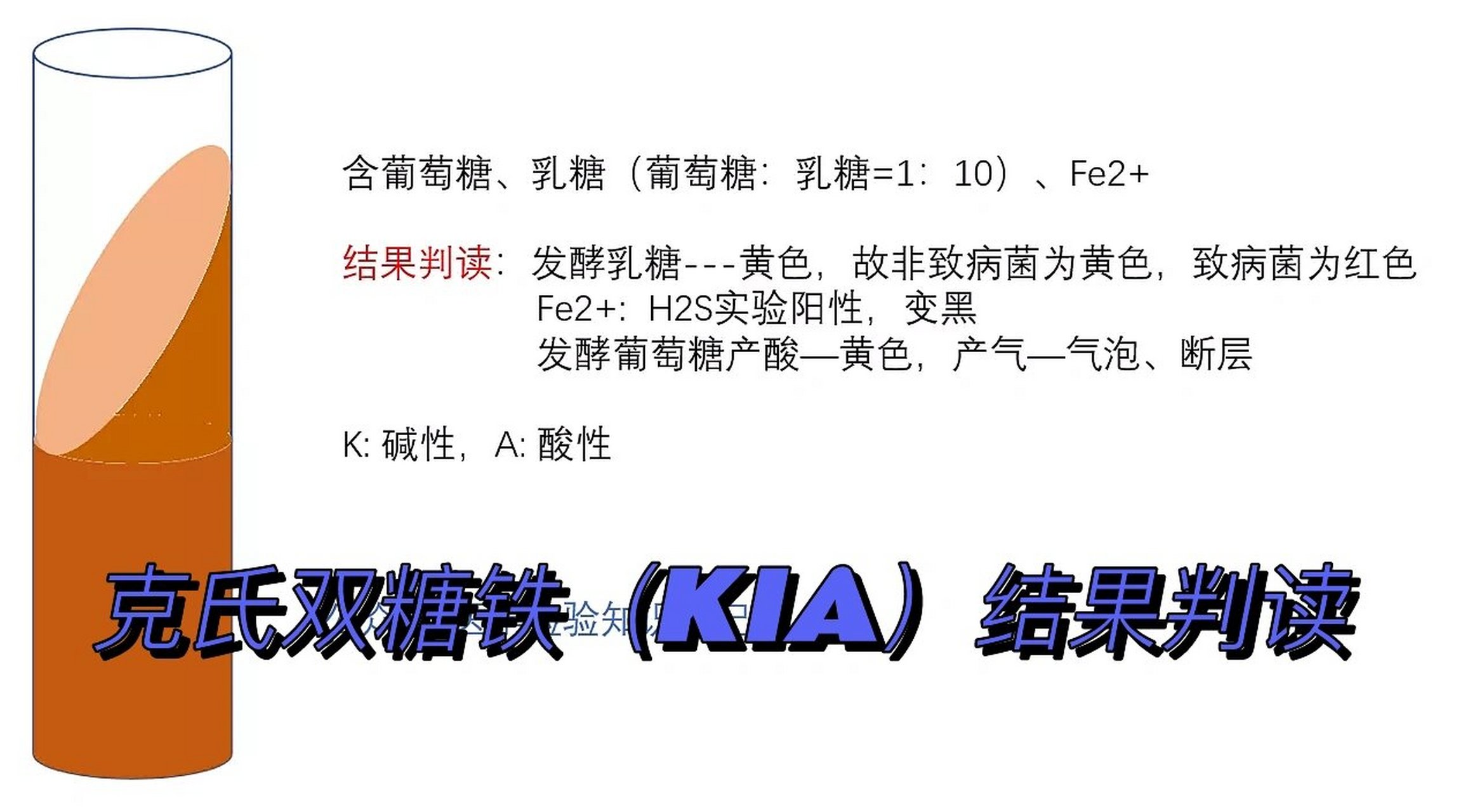 微生物学检验|克氏双糖铁(kia)结果判读 克氏双糖铁(kia)结果判读
