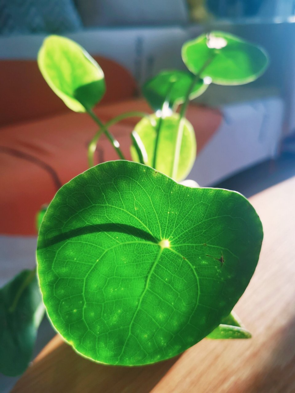 怎样水培一棵镜面草 大株镜面草掉下一个侧枝,水培起来.