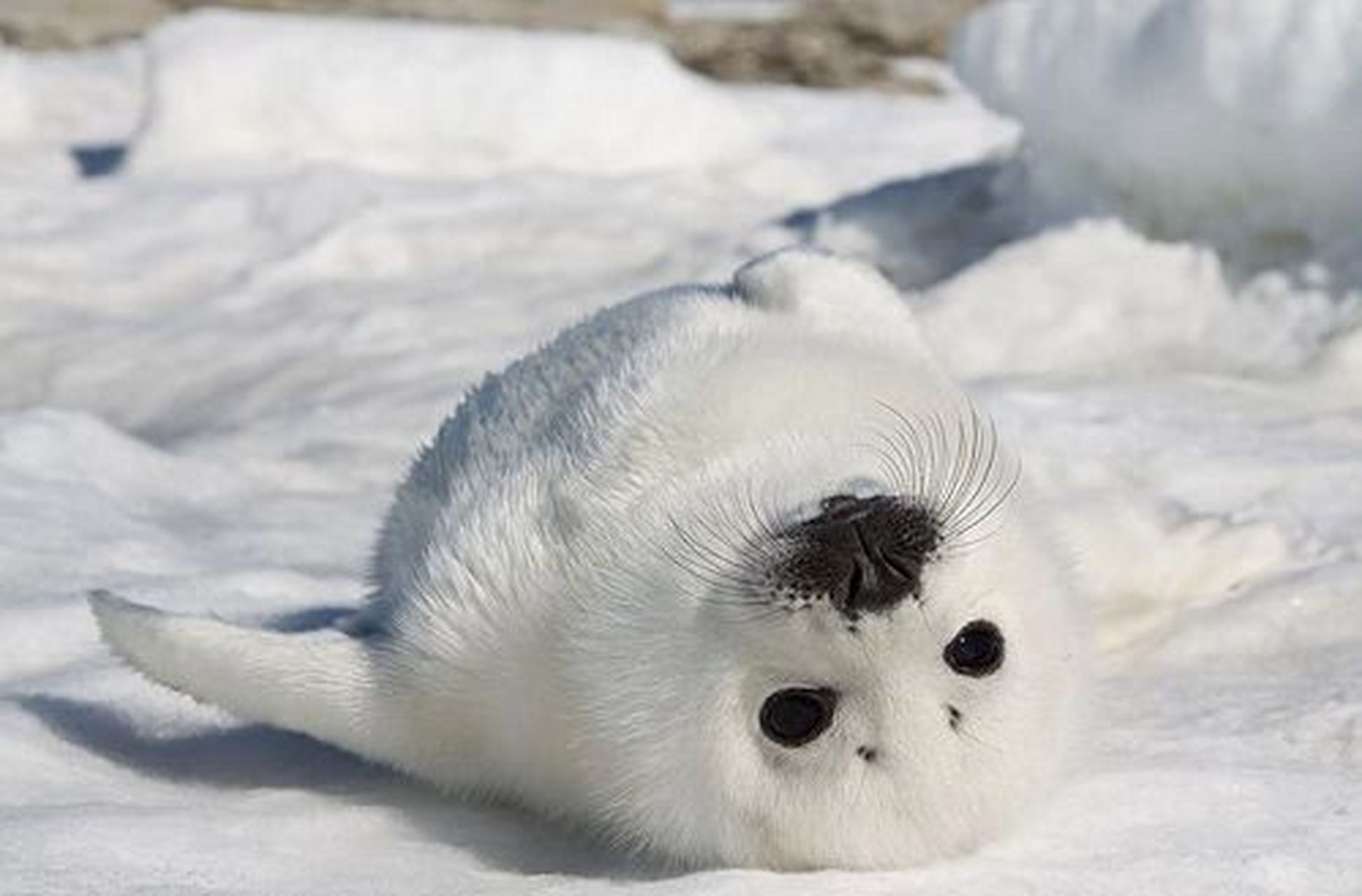 世界最可爱动物排行第四名——竖琴海豹 今天我们来盘点一下竖琴海豹