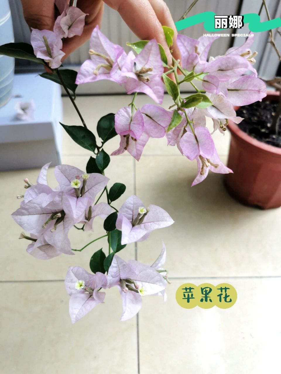 苹果花更清雅,丽娜更清丽.