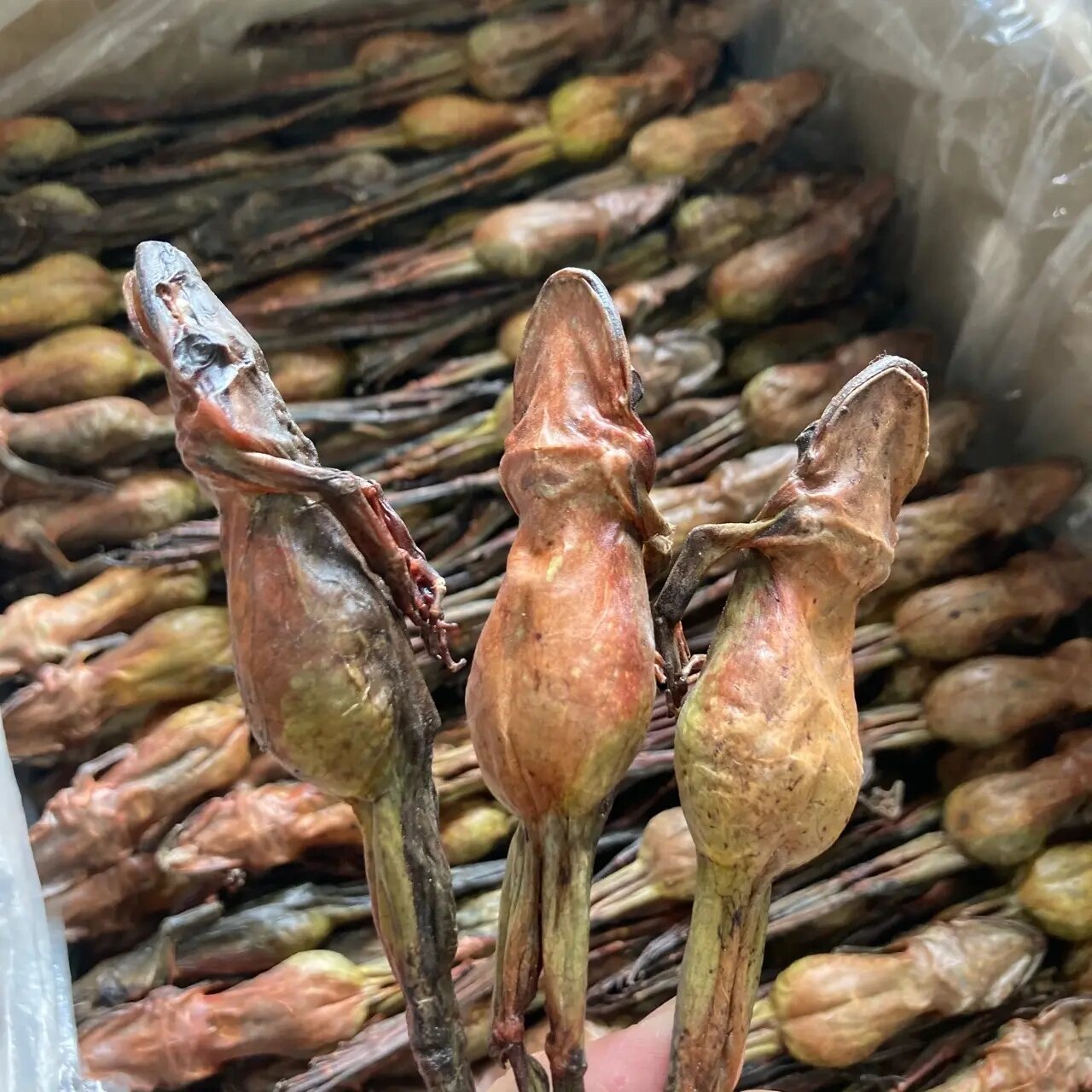 哈士蟆,林中的滋补两栖