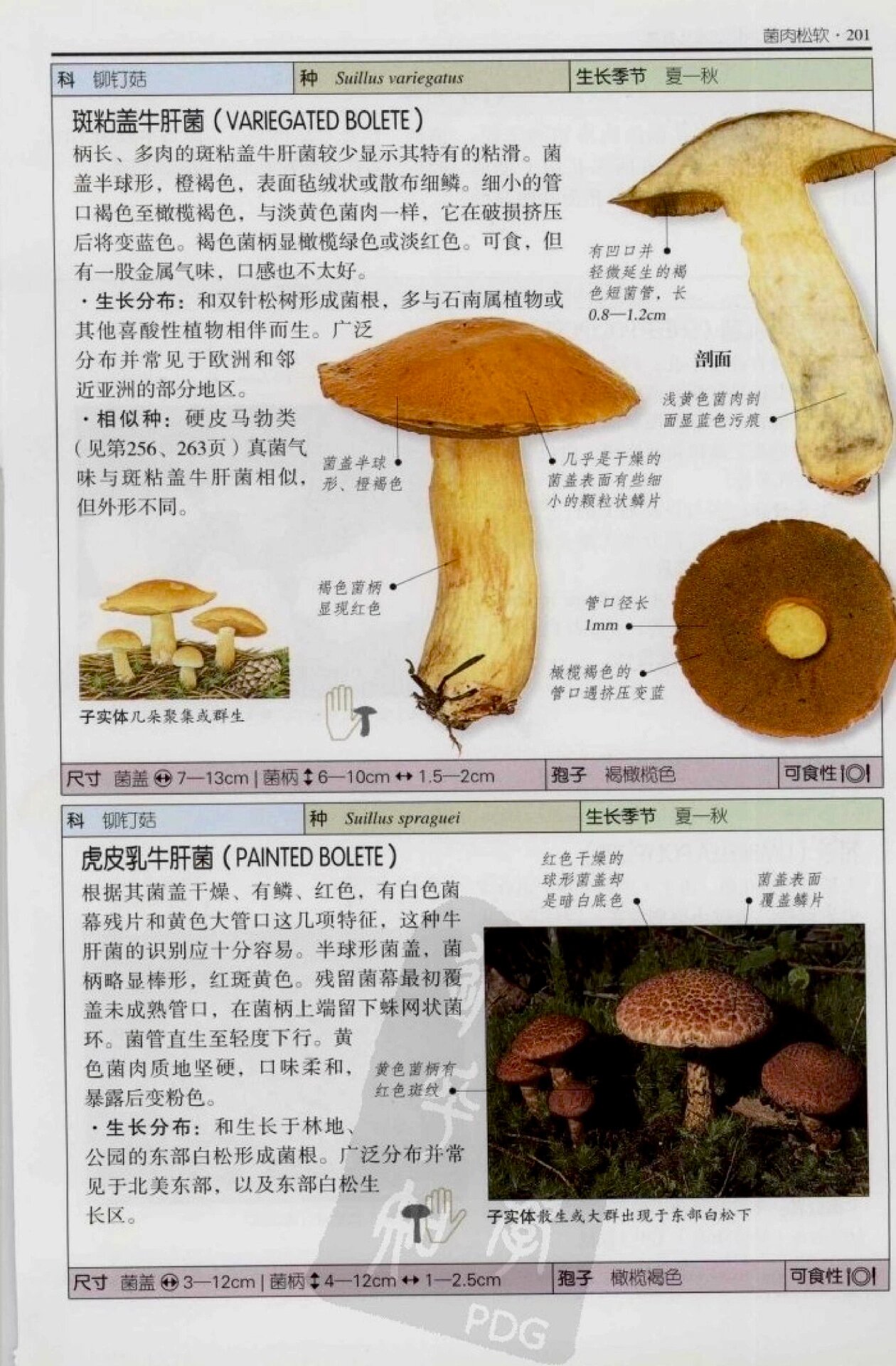 牛肝菌品种大全图片