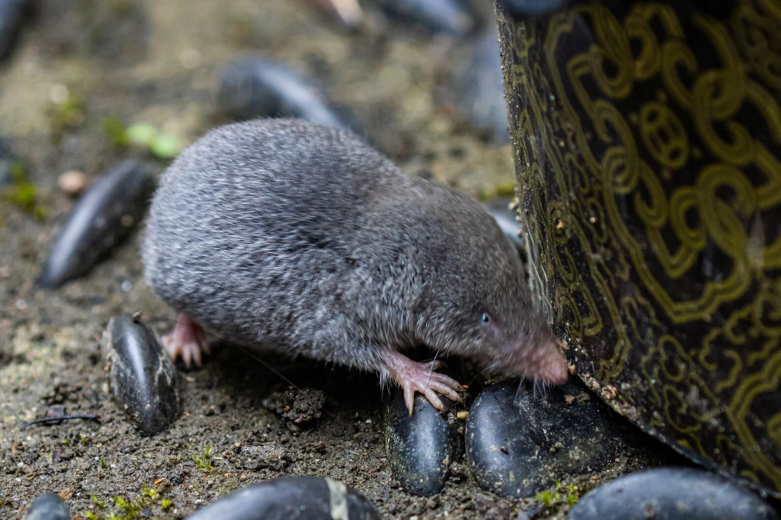 鼹鼠还是鼩鼱 般若寺偶遇的神奇小动物,查了一下应该是鼩鼱,但是网络