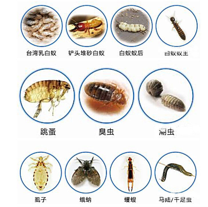 防害虫必备图谱,从认识家庭害虫开始