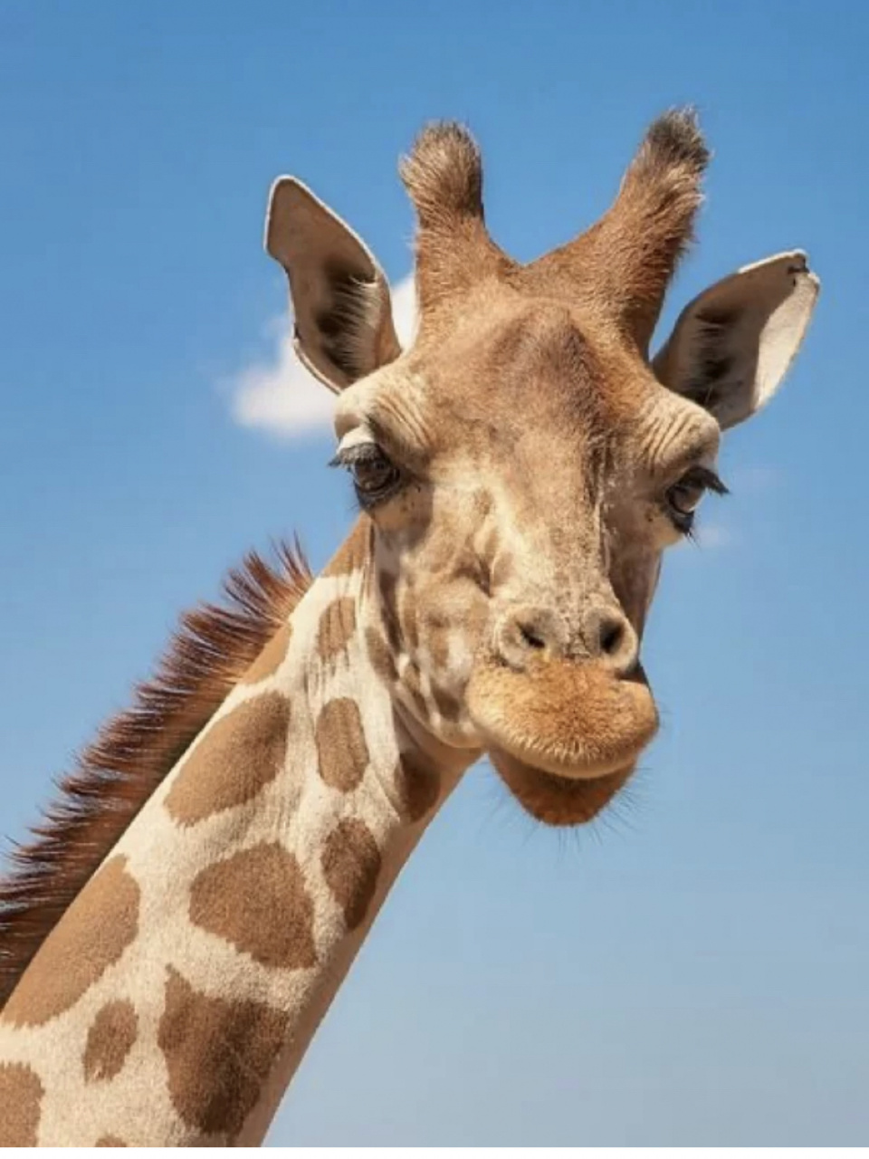 长颈鹿素材图片 可爱长颈鹿