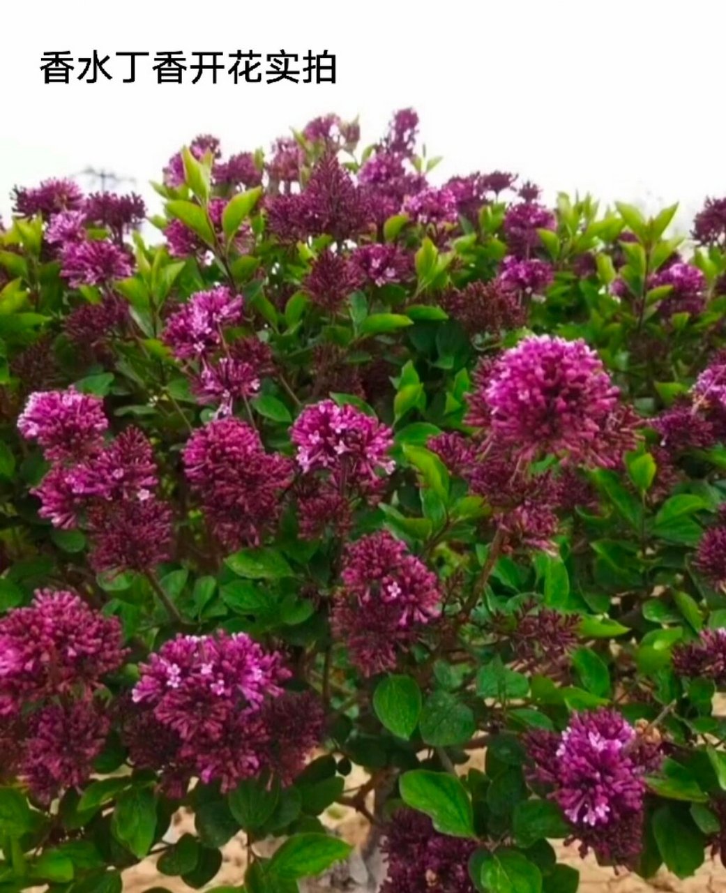 香水丁香是引进比较早的国外丁香品种.