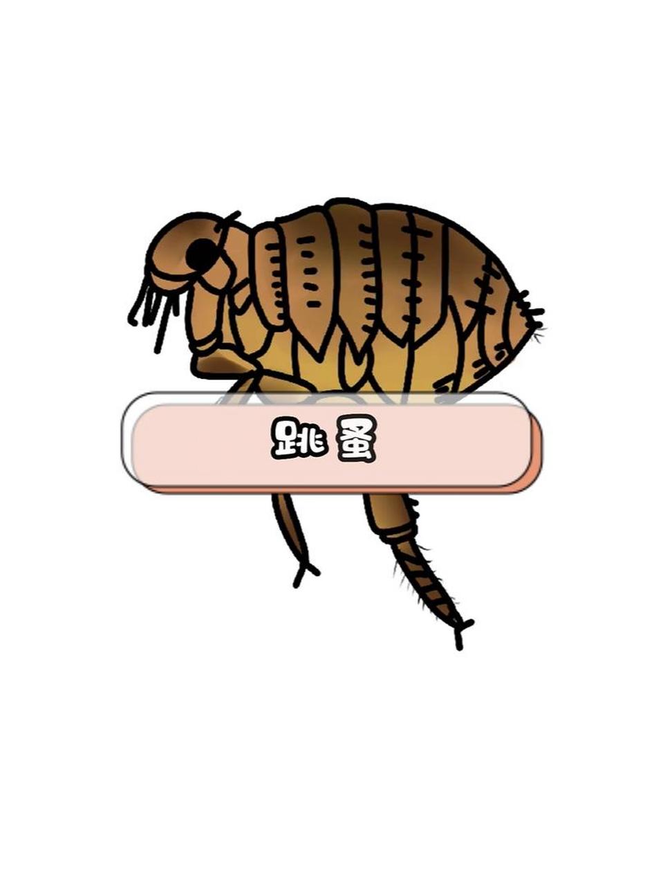 跳蚤俗称虼蚤,跳蚤是小型,无翅,善跳跃的寄生性昆虫; 体长约为1.