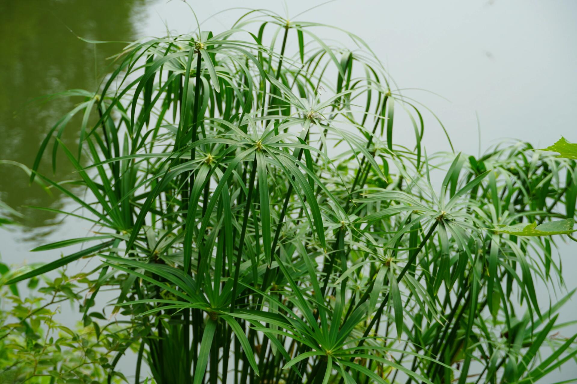 风车草拉丁名图片