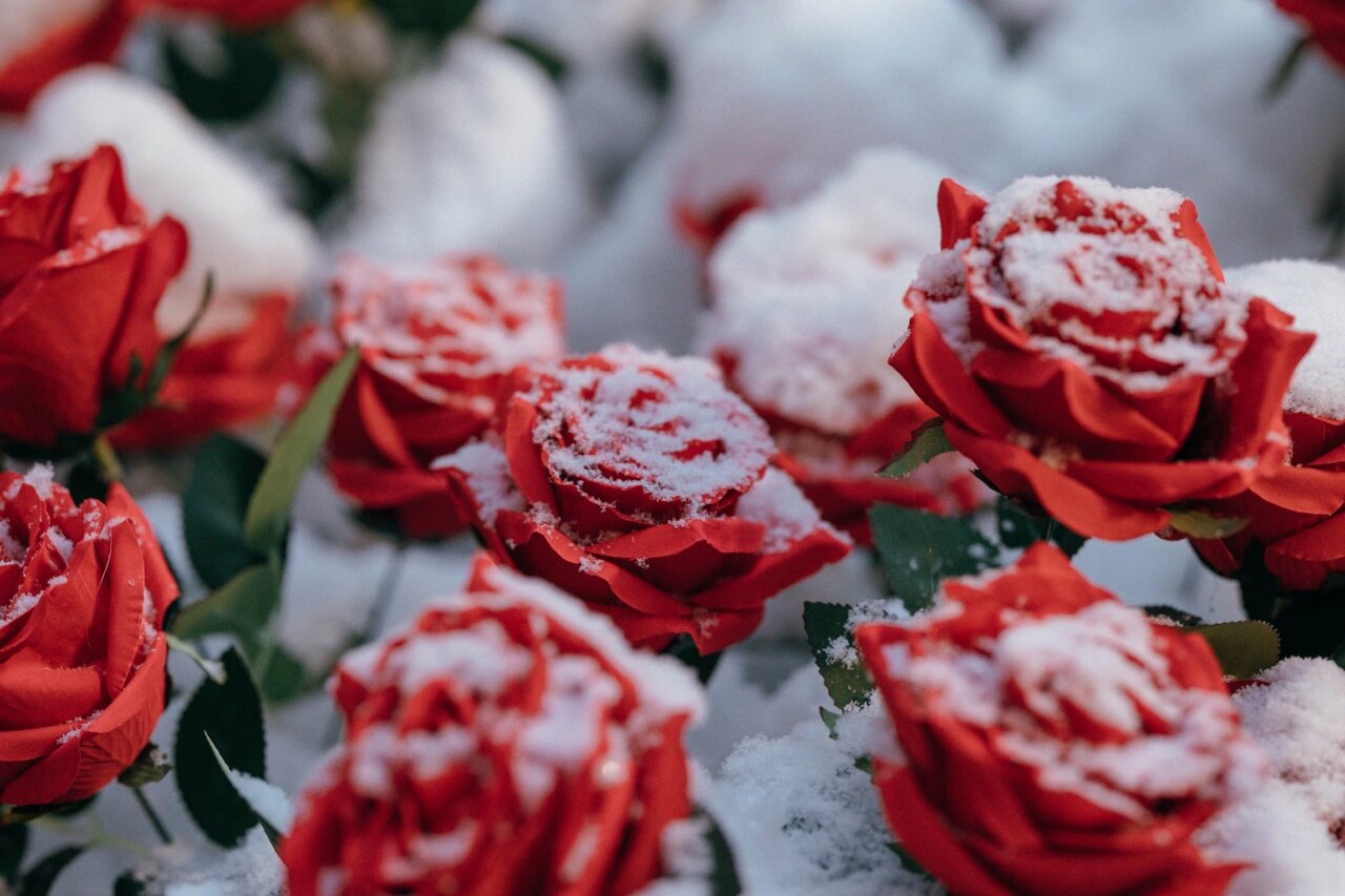 雪中的冰川玫瑰 情人节的极致浪漫