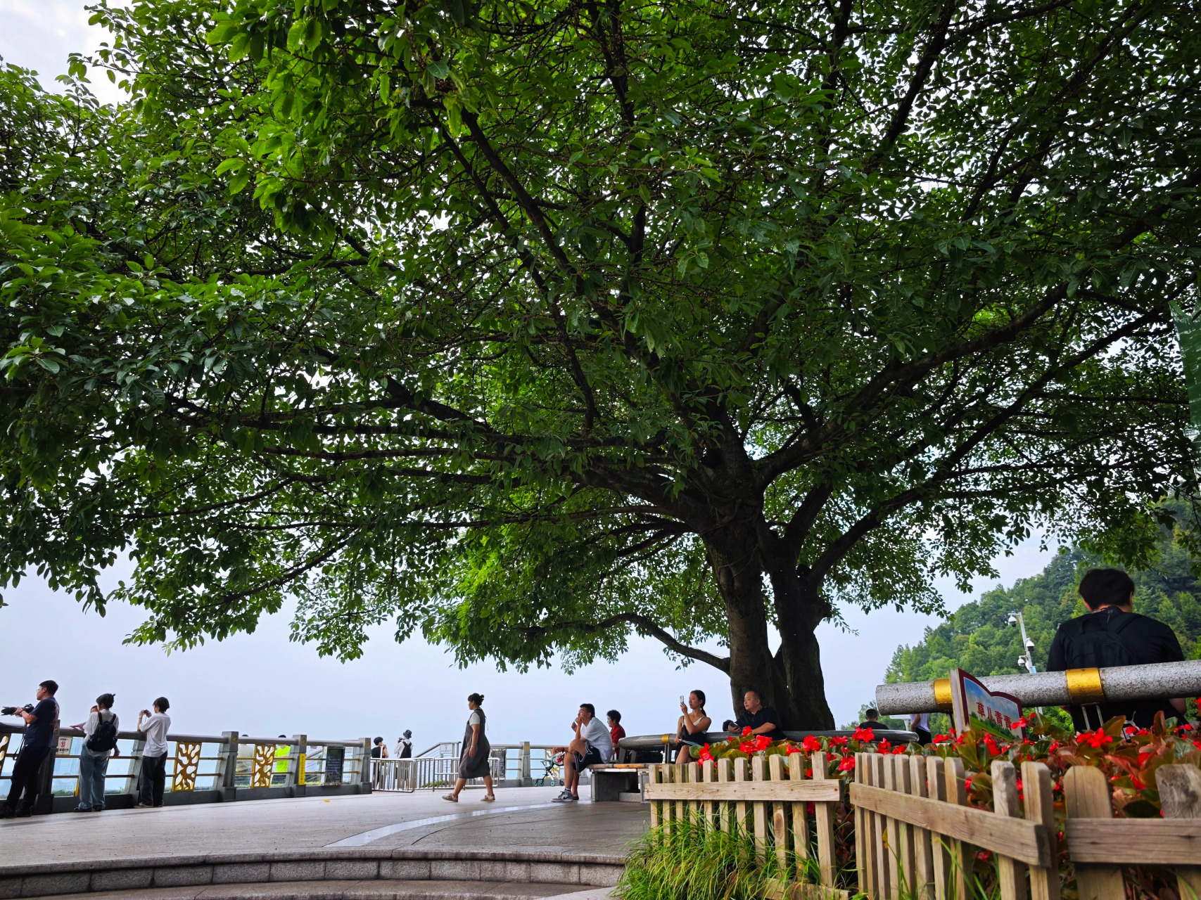 重庆最好的风景:南山一棵树.